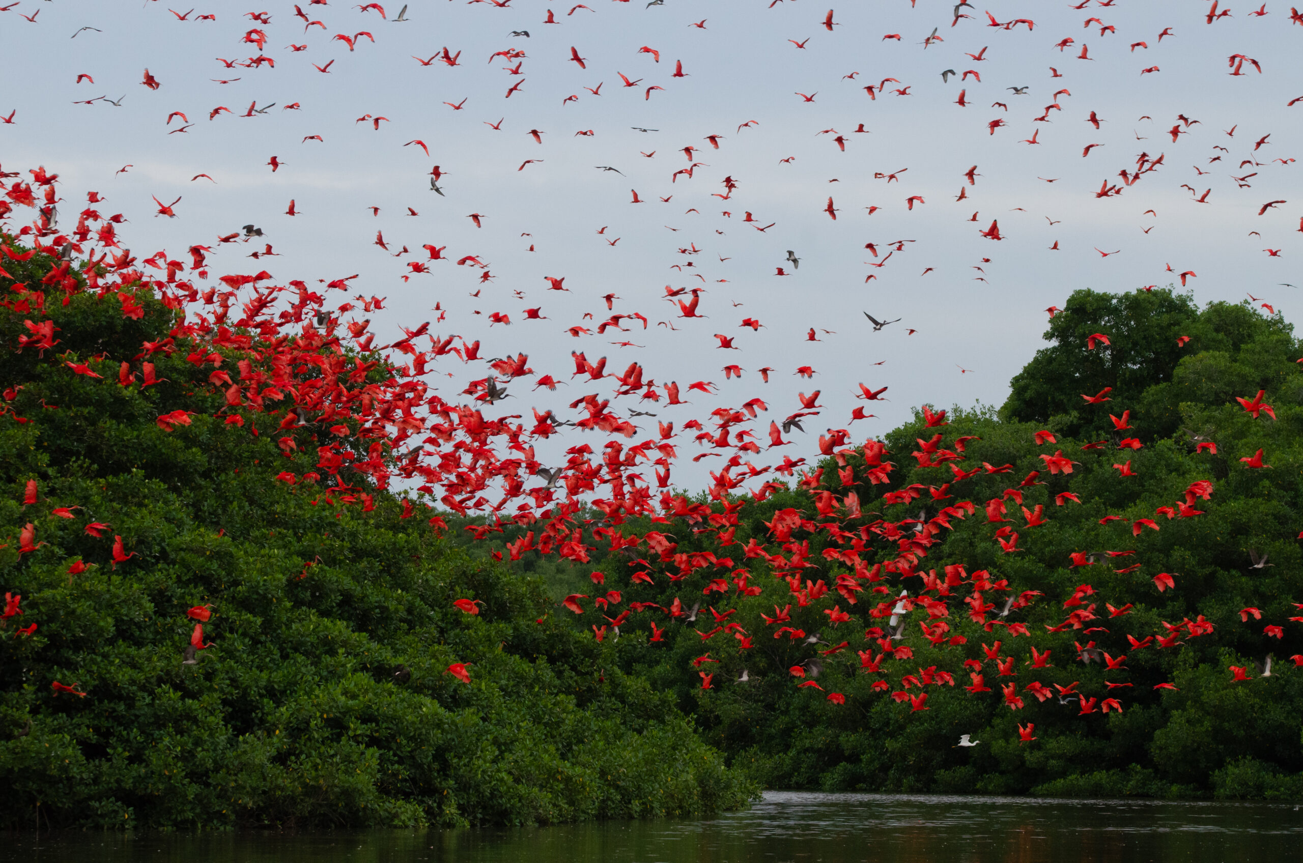 Last Call: Join Us in Trinidad for BirdsCaribbean’s 25th International Conference (23–27 July 2026)